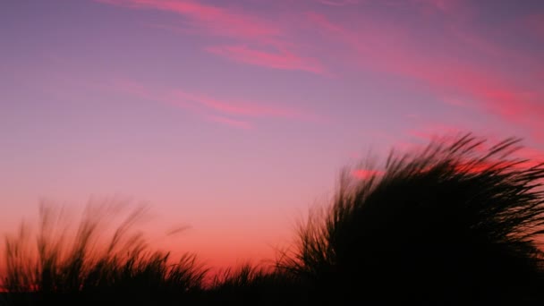 Marram Beach Grass Ammophila Arenaria Blowing Wind Sunset Sunrise Colorful — Vídeo de stock
