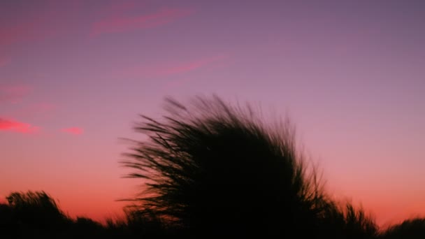 Marram Beach Grass Blowing Wind Sunset Sunrise Making Seamless Loopable — Vídeo de stock