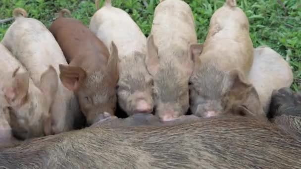 Slow Motion Close Shot Piglets Feeding Siargao Philippines — Vídeo de Stock