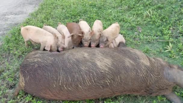 Slow Motion Shot Piglets Feeding Siargao Philippines — Stockvideo