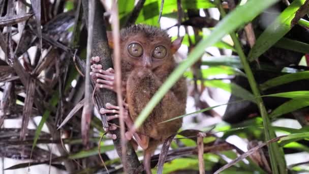Slow Motion Shot Tiny Tarsier Big Eyes Clinging Branch Bohol — Stock video