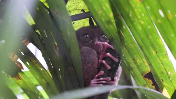 Slow Motion Close Shot Tarsier Hiding Leaves Rain Bohol Philippines — 图库视频影像