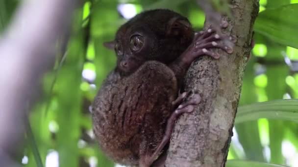 Close Shot Tarsier Clinging Tree Turning Its Head Look Directly — Stock video