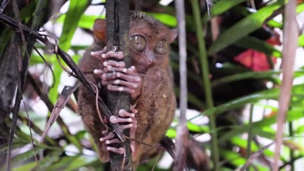 Close Shot Tarsier Big Eyes Holding Branch Rain Bohol Philippines — ストック動画