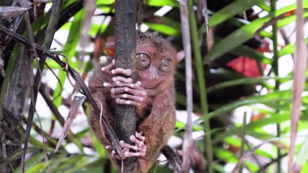 Slow Motion Close Shot Tarsier Big Eyes Holding Branch Moving — Stock video