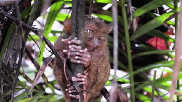 Slow Motion Close Shot Wet Tarsier Holding Branch Rain Bohol — Vídeo de stock