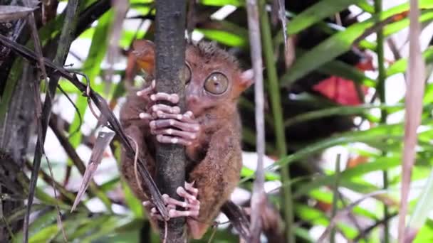 Close Shot Tarsier Big Eyes Holding Branch Moving Its Head — Stock video