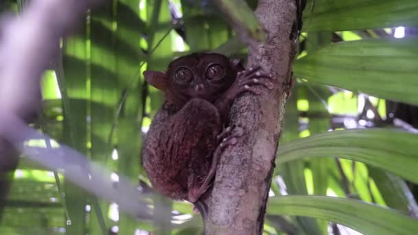 Slow Motion Close Shot Tarsier Clinging Tree Looking Camera Bohol — Stok video