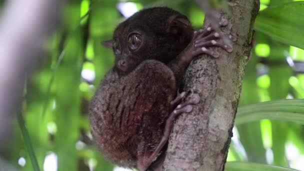 Slow Motion Close Shot Tarsier Clinging Tree Turning Its Head — Stock video