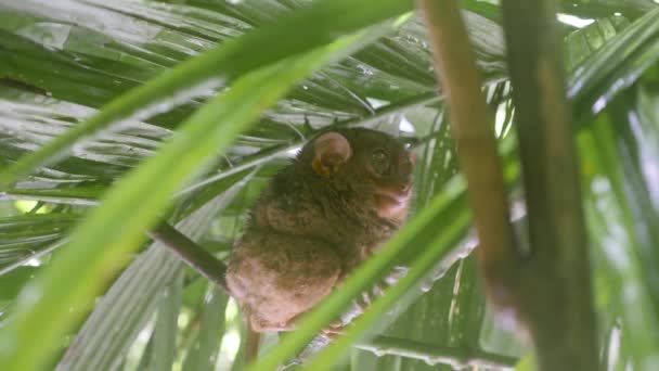 Slow Motion Shot Furry Tarsier Sitting Still Branch Bohol Philippines — Stock video