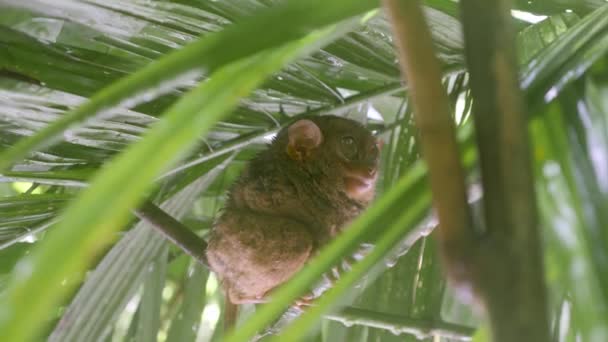 Furry Tarsier Sitting Still Branch Bohol Philippines — Stock video