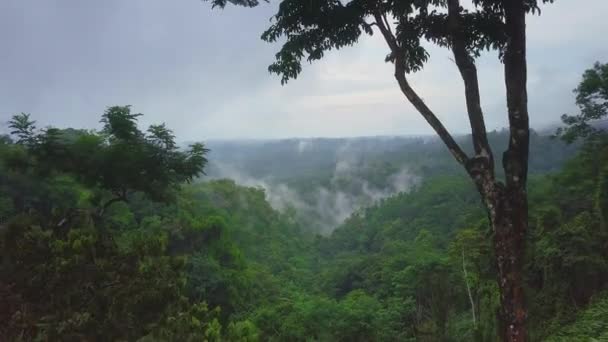 Aerial Flying Trees Misty Rainforest Costa Rica Foggy Morning — 图库视频影像