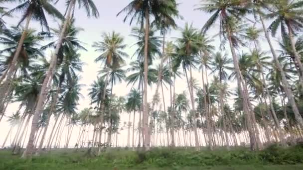 Slow Motion Dolly Shot Tall Palm Trees Seen Ground — Video