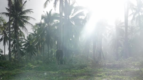 Ultra Slow Motion Shot Cow Grazing Front Palm Trees Sun — Vídeo de Stock