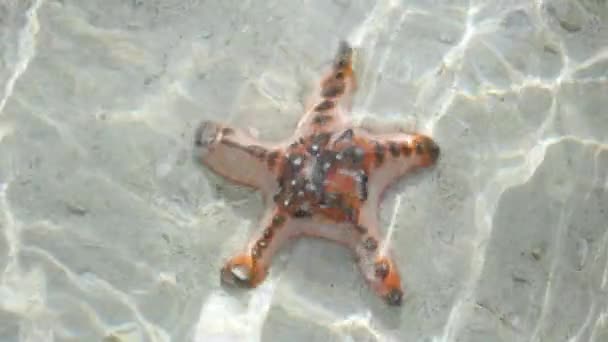 Close Ultra Slow Motion Shot Orange Starfish Shallow Clear Waters — 비디오