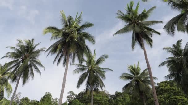 Ultra Slow Motion Shot Coconut Palm Trees Front Blue Sky — Video