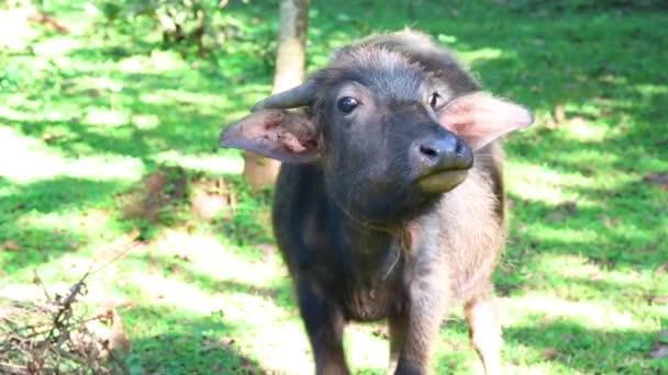 Cute Fuzzy Young Calf Grazing Grass Walks Camera Calf Enjoying — Vídeos de Stock