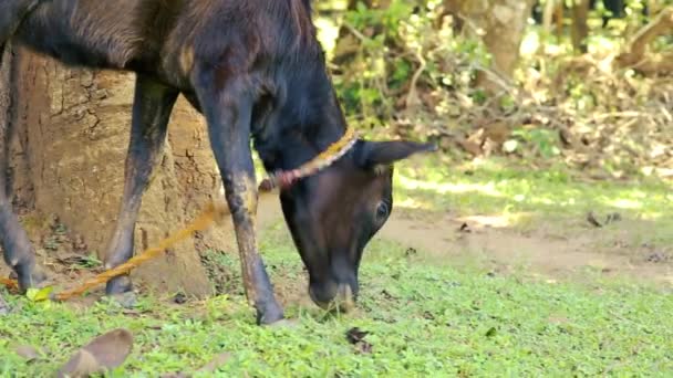 Young Black Calf Eating Grass While Tied Calf Grazing Grassy — Vídeos de Stock