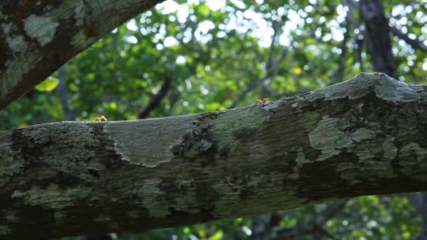 Tiny Ants Run Tree Branch Work Business Pest Infestation Animals — Vídeo de stock