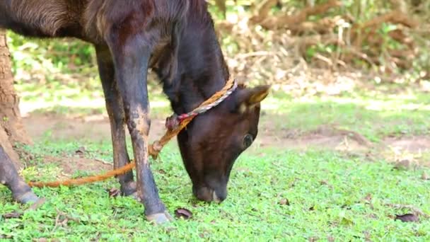 Calf Tied Rope Gobbles Grass Eats Young Cow Grazing Short — Vídeos de Stock