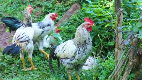 Flock Chickens Free Range Rural Farm Asia Tropical Green Foliage — Vídeo de Stock
