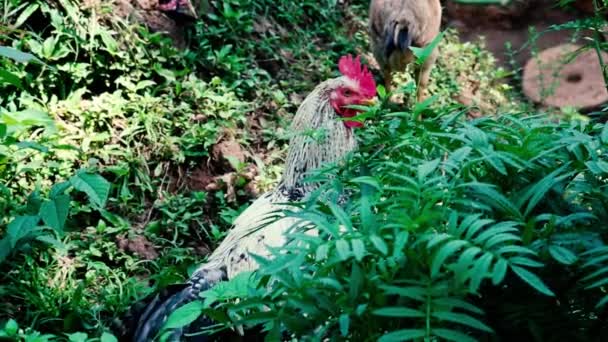 Rooster Keeps Watch Hens Forage Food Tropical Bushes Dark Green — 图库视频影像