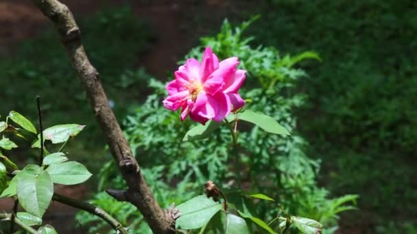 Withered Pink Flower Blows Gently Light Breeze Deep Green Foliage — Vídeo de Stock