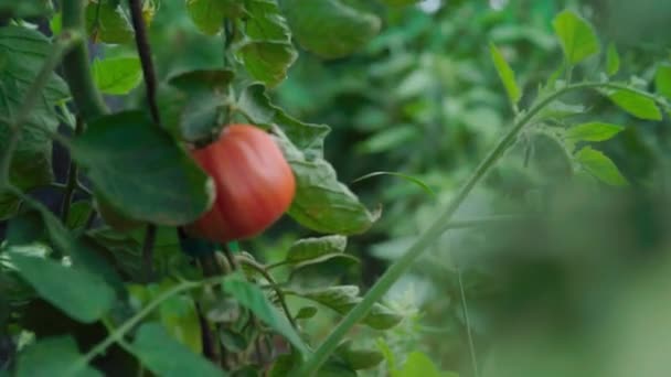 Χέρι Μαζεύοντας Μια Ώριμη Ντομάτα Από Αμπέλι Κοντινό Πλάνο — Αρχείο Βίντεο