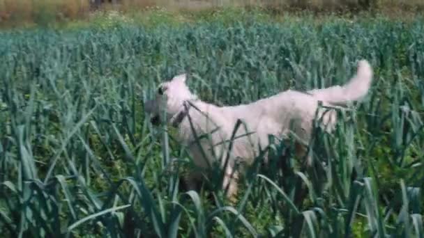 Happy White Dog Wandering Onion Field Walking Camera — Stockvideo