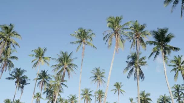 Ultra Slow Motion Shot Tall Palm Trees Front Clear Blue — Wideo stockowe