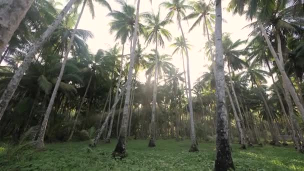 Palm Trees Grass Slow Motion Camera Tilting — Vídeo de Stock