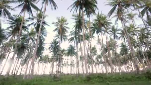 Dolly Shot Tall Palm Trees Thin Stems Seen Ground — Video