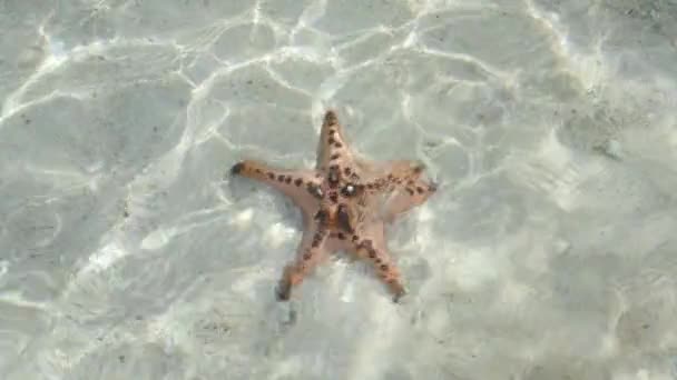 Close Ultra Slow Motion Shot Starfish Shallow Clear Waters Filmed — Stok video