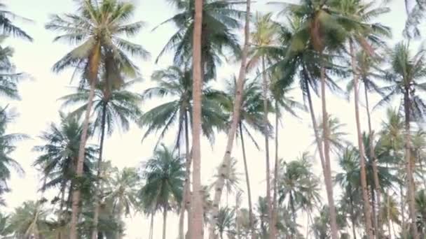 Slow Motion Dolly Shot Tall Palm Trees Thin Stems Seen — Stockvideo