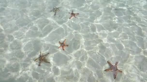 Ultra Slow Motion Shot Group Starfish Shallow Clear Waters Filmed — Vídeos de Stock