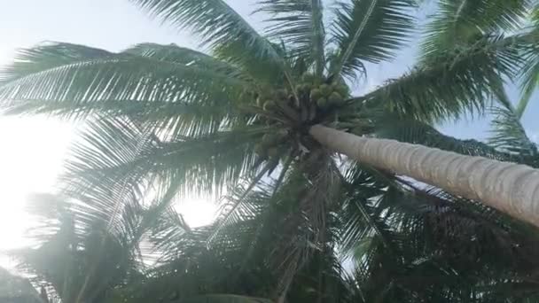 Slow Motion Shot Coconut Palm Tree Seen Looking — Wideo stockowe