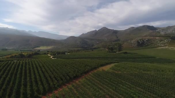 Aerial Views Orchards Elgin Valley Town Grabouw Western Cape South — Vídeos de Stock