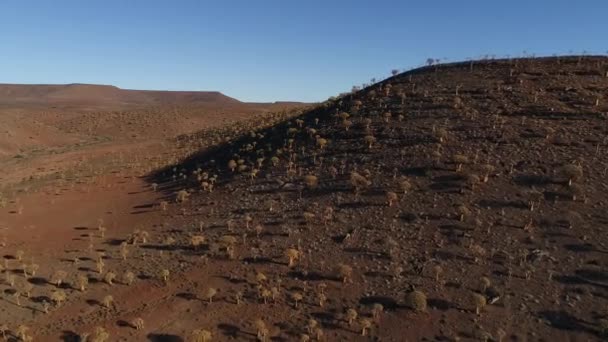 Fantastisk Utsikt Över Den Gamla Skogen Quiver Träd Utanför Nieuwoudtville — Stockvideo