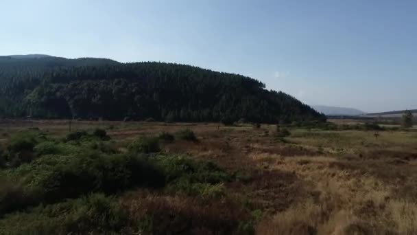 Вид Воздуха Сосновые Плантации Пределами Города Граскоп Провинции Mpumalanga Южной — стоковое видео