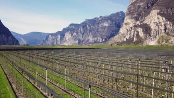 Aerial Clip Vine Field Italian Alps Area Big Mountains Background — 비디오