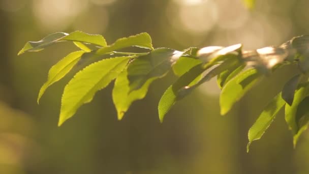 Листья Дерева Раскачивающиеся Солнцем Дерево — стоковое видео