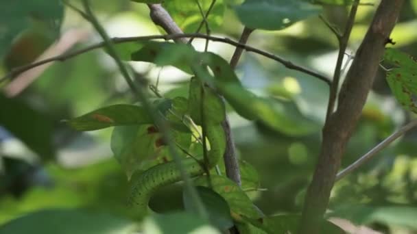 Uitzicht Vanaf Bodem Van Een Groene Adderslang Rustend Tussen Bladeren — Stockvideo