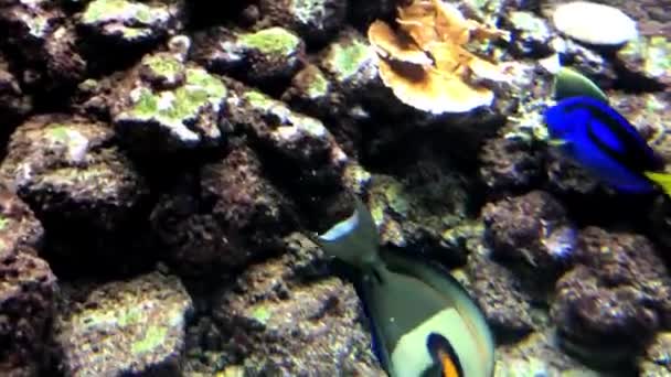 Exotische Kleurrijke Vissen Een Aquarium — Stockvideo