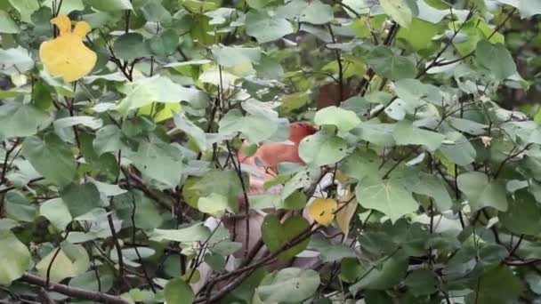 Wild Adult Male Proboscis Monkey Eating Top Tree Hidden Leaves — 图库视频影像