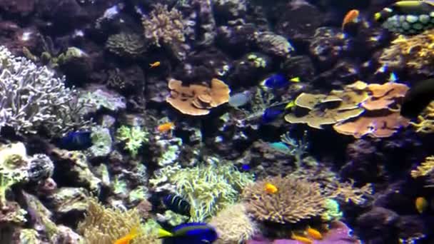 Exotic Colorful Fish Aquarium — Stockvideo