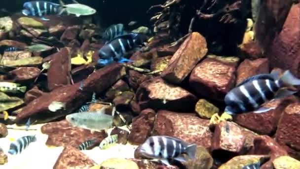 Exotic Colorful Fish Aquarium — 图库视频影像