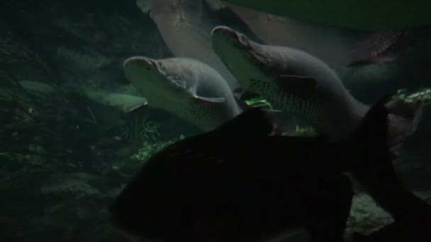 Egzotikus Színes Halak Akváriumban — Stock videók