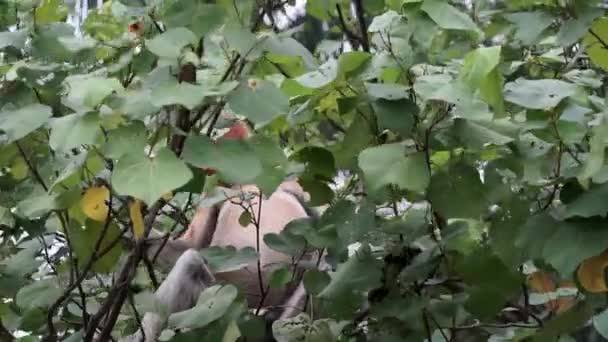 Orange Adult Male Proboscis Monkey Eating Fruits Leaves Top Tree — Vídeo de stock