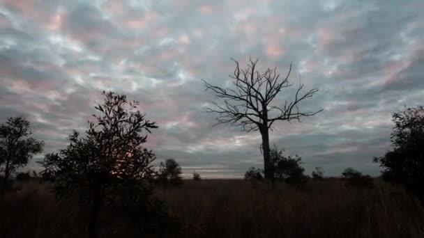 Time Lapse Bare Tree Pink Purple Clouds Moving — 图库视频影像