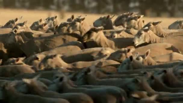 Herd Sheep Moving Formation — Vídeo de Stock